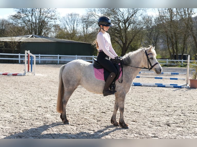 Meer ponys/kleine paarden Merrie 5 Jaar 122 cm Schimmel in Wächtersbach