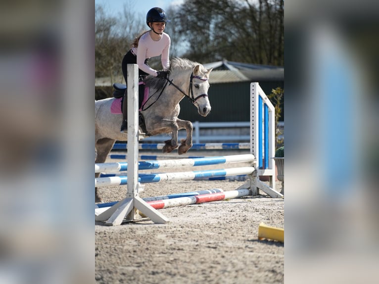 Meer ponys/kleine paarden Merrie 5 Jaar 122 cm Schimmel in Wächtersbach
