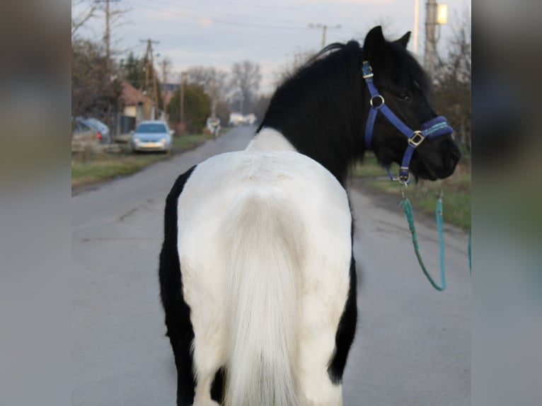 Meer ponys/kleine paarden Merrie 5 Jaar 123 cm Gevlekt-paard in Békés