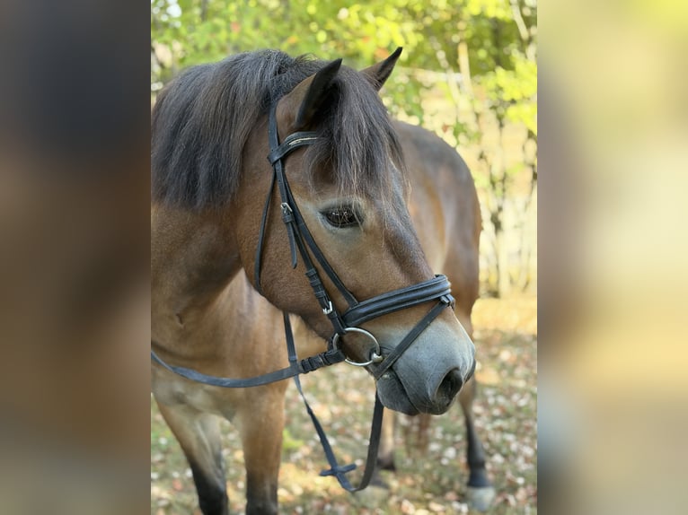 Meer ponys/kleine paarden Mix Merrie 5 Jaar 130 cm Bruin in Euerhausen