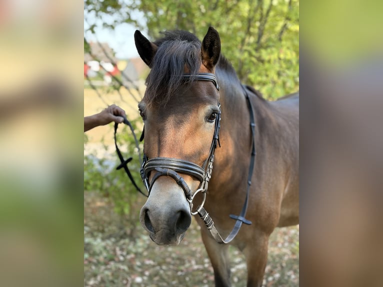 Meer ponys/kleine paarden Mix Merrie 5 Jaar 130 cm Bruin in Euerhausen
