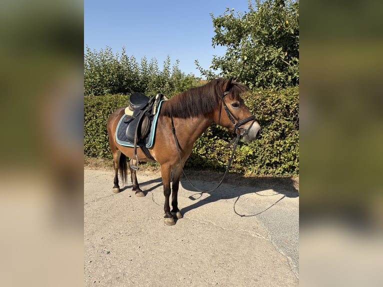 Meer ponys/kleine paarden Mix Merrie 5 Jaar 130 cm Bruin in Euerhausen