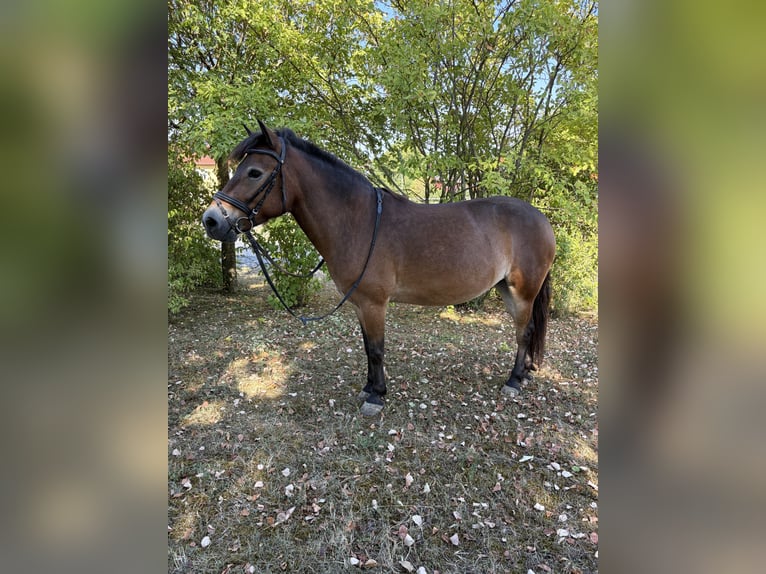 Meer ponys/kleine paarden Mix Merrie 5 Jaar 130 cm Bruin in Euerhausen