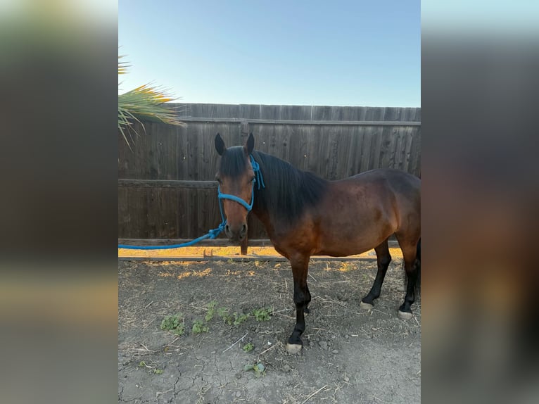 Meer ponys/kleine paarden Merrie 5 Jaar 132 cm Roodbruin in Dos Palos