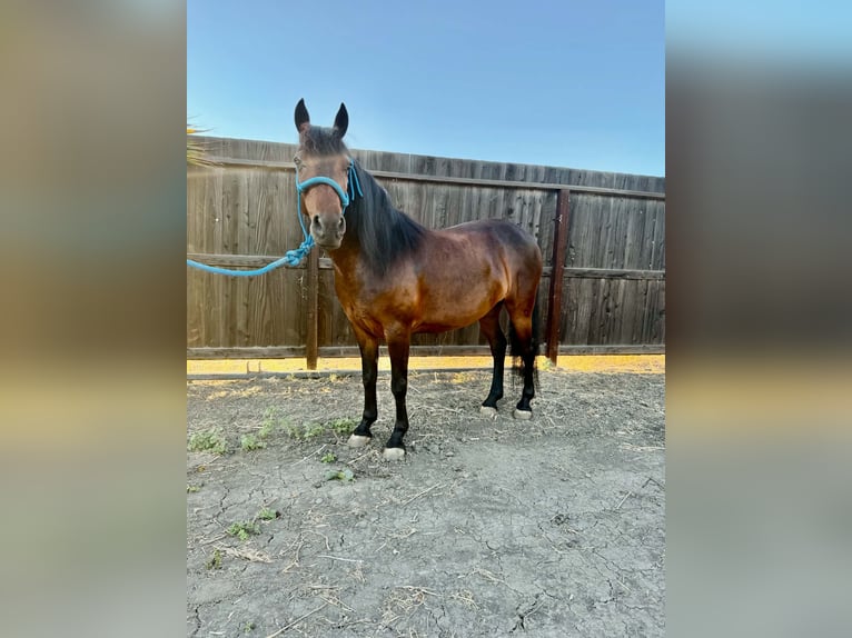 Meer ponys/kleine paarden Merrie 5 Jaar 132 cm Roodbruin in Dos Palos