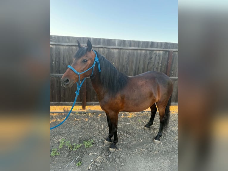 Meer ponys/kleine paarden Merrie 5 Jaar 132 cm Roodbruin in Dos Palos
