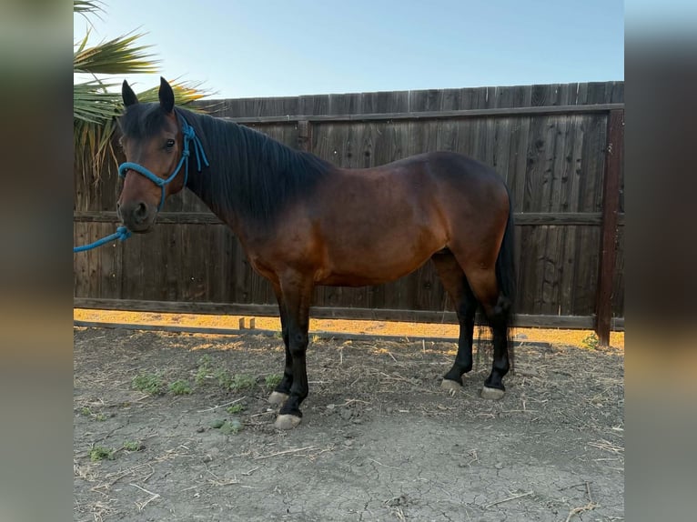 Meer ponys/kleine paarden Merrie 5 Jaar 132 cm Roodbruin in Dos Palos