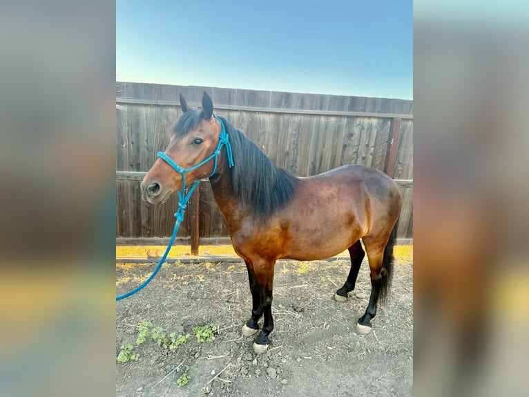 Meer ponys/kleine paarden Merrie 5 Jaar 132 cm Roodbruin in Dos Palos