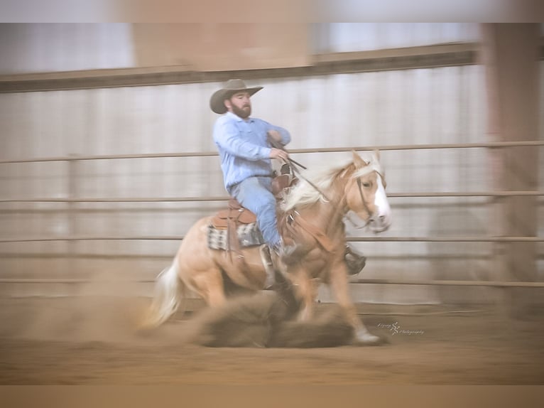 Meer ponys/kleine paarden Merrie 5 Jaar 135 cm Palomino in Weaubleau