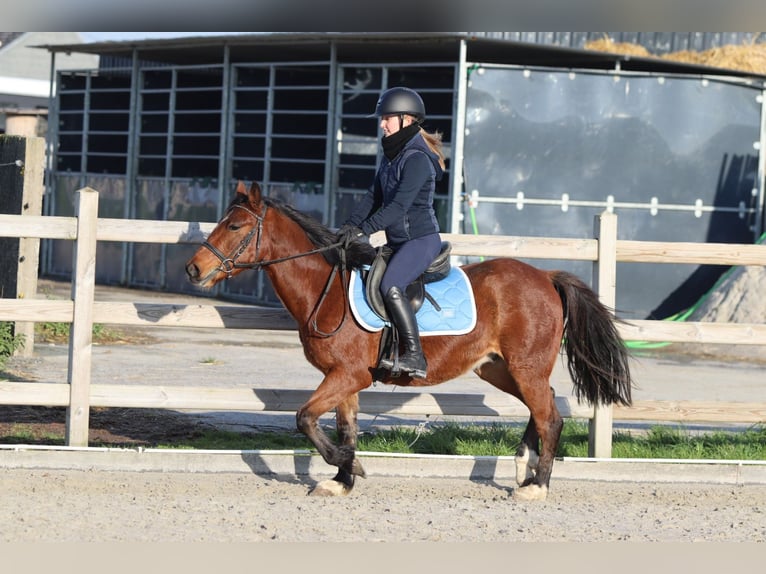 Meer ponys/kleine paarden Merrie 5 Jaar 140 cm Bruin in Bogaarden