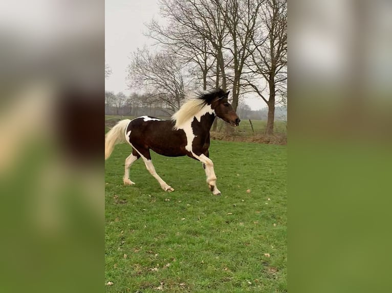 Meer ponys/kleine paarden Merrie 5 Jaar 140 cm Gevlekt-paard in Ruinen