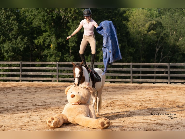 Meer ponys/kleine paarden Merrie 5 Jaar 140 cm Gevlekt-paard in Bogard