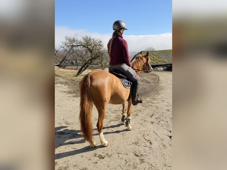 Meer ponys/kleine paarden Merrie 5 Jaar 140 cm Vos in Pelmberg