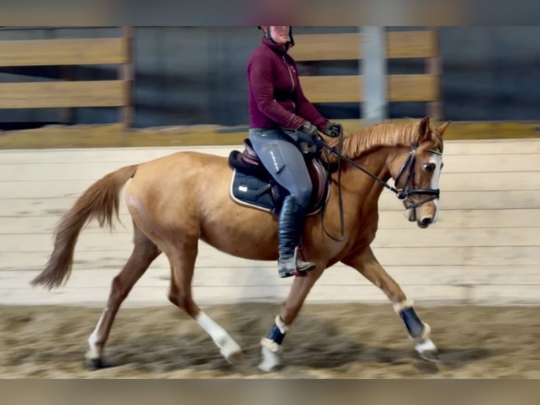 Meer ponys/kleine paarden Merrie 5 Jaar 140 cm Vos in Pelmberg
