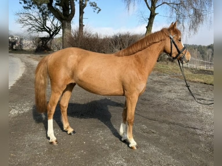 Meer ponys/kleine paarden Merrie 5 Jaar 140 cm Vos in Pelmberg