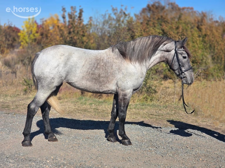 Meer ponys/kleine paarden Mix Merrie 5 Jaar 142 cm Roan-Blue in Pastetten