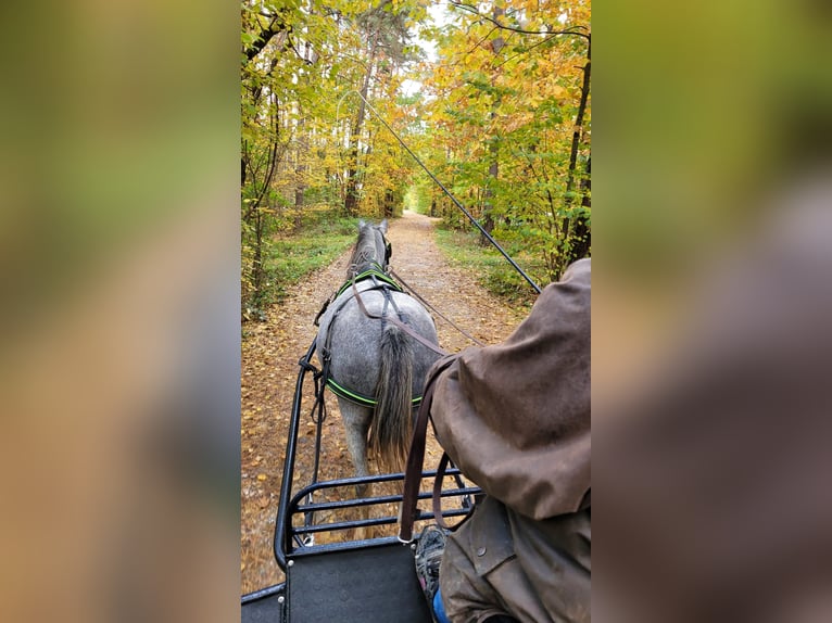 Meer ponys/kleine paarden Mix Merrie 5 Jaar 143 cm kan schimmel zijn in Schwarzenbruck