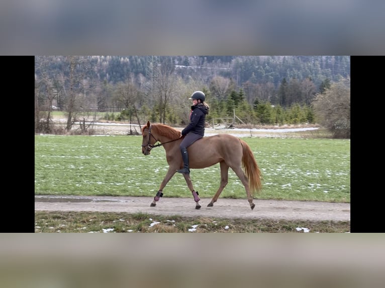 Meer ponys/kleine paarden Merrie 5 Jaar 144 cm Vos in Schlins