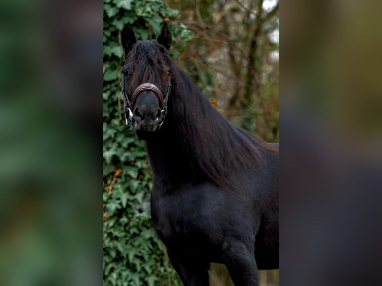 Meer ponys/kleine paarden Merrie 5 Jaar 144 cm Zwart in B&#xE9;k&#xE9;scsaba