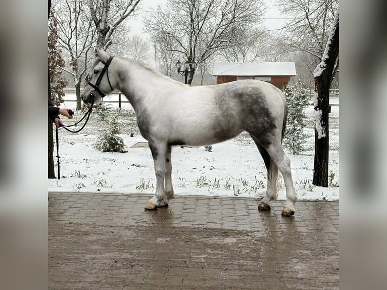 Meer ponys/kleine paarden Merrie 5 Jaar 145 cm Gevlekt-paard in Békéscsaba