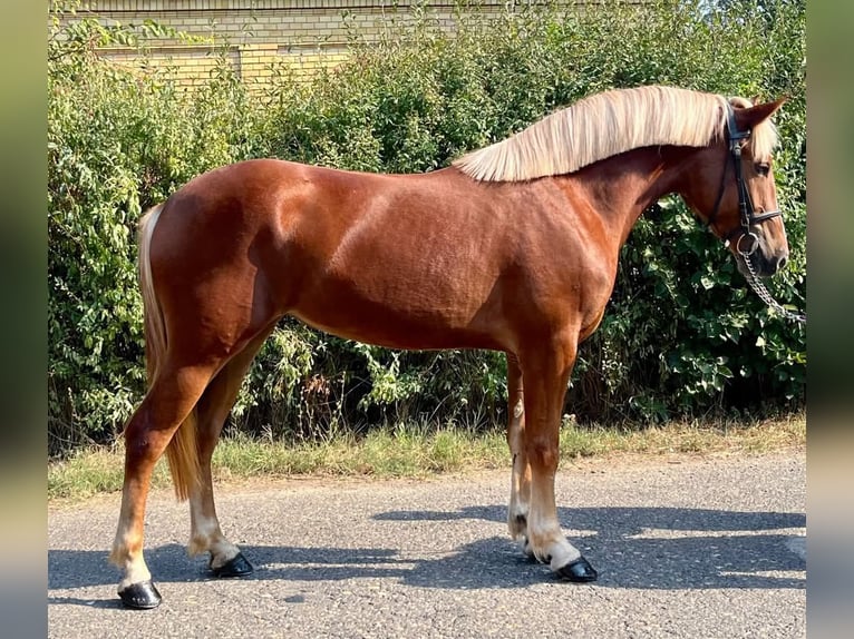 Meer ponys/kleine paarden Merrie 5 Jaar 145 cm Vos in Mez&#x151;hegyes