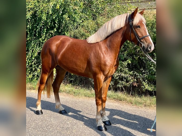 Meer ponys/kleine paarden Merrie 5 Jaar 145 cm Vos in Mez&#x151;hegyes