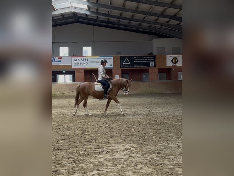 Meer ponys/kleine paarden Merrie 5 Jaar 145 cm Vos in Salzbergen