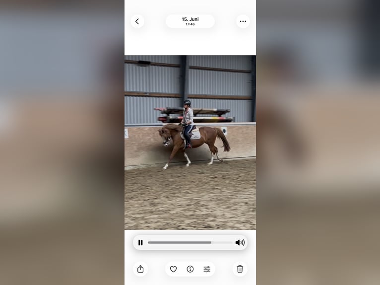 Meer ponys/kleine paarden Merrie 5 Jaar 145 cm Vos in Salzbergen