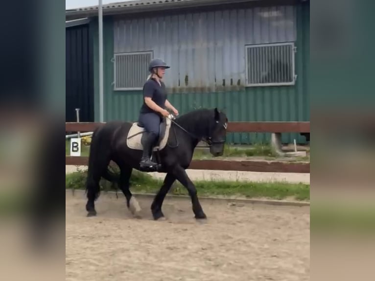 Meer ponys/kleine paarden Merrie 5 Jaar 145 cm Zwart in Blekendorf