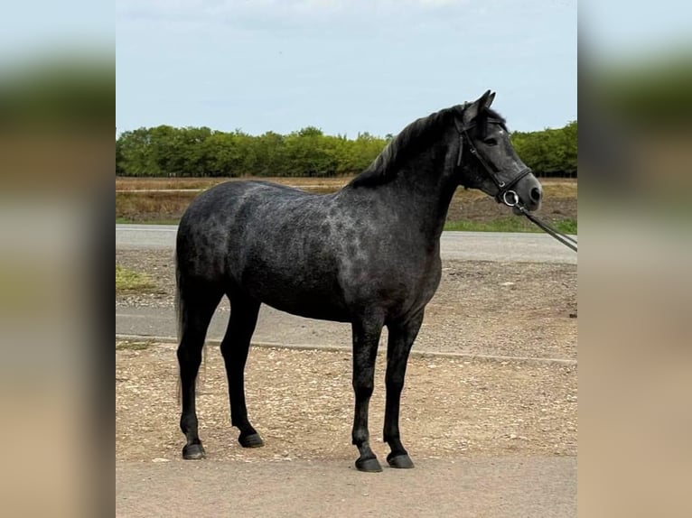 Meer ponys/kleine paarden Merrie 5 Jaar 148 cm Appelschimmel in Gyula Meer ponys/kleine paarden Merrie 5 Jaar 148 cm Appelschimmel in Gyula