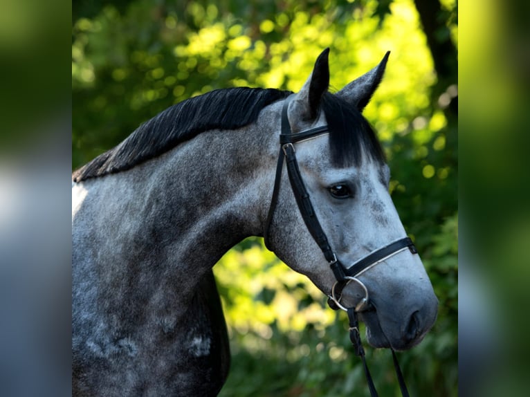 Meer ponys/kleine paarden Merrie 5 Jaar 148 cm Appelschimmel in Mez&#x151;hegyes