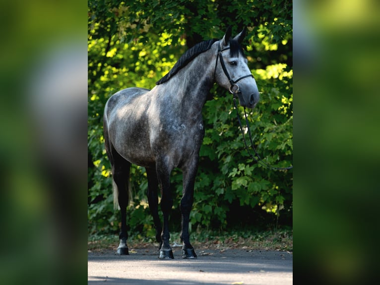 Meer ponys/kleine paarden Merrie 5 Jaar 148 cm Appelschimmel in Mez&#x151;hegyes