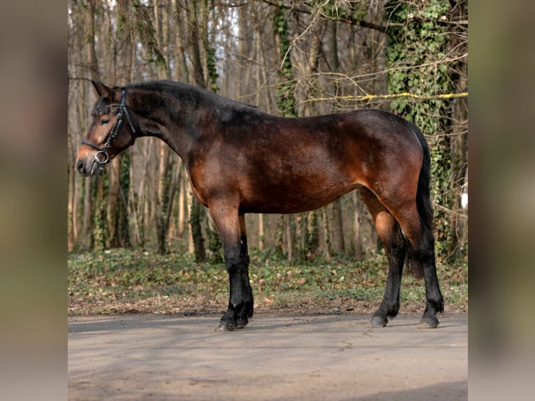 Meer ponys/kleine paarden Merrie 5 Jaar 148 cm Bruin in Békéscsaba
