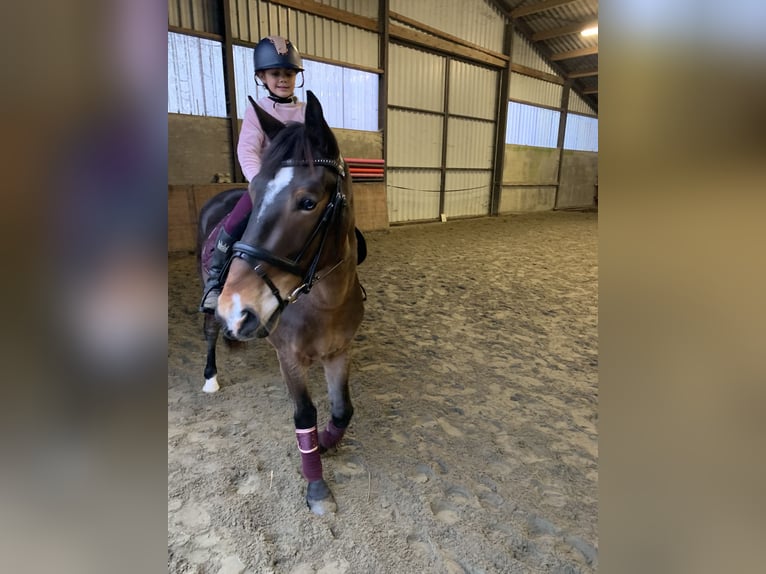 Meer ponys/kleine paarden Merrie 5 Jaar 148 cm Bruin in Kapellen
