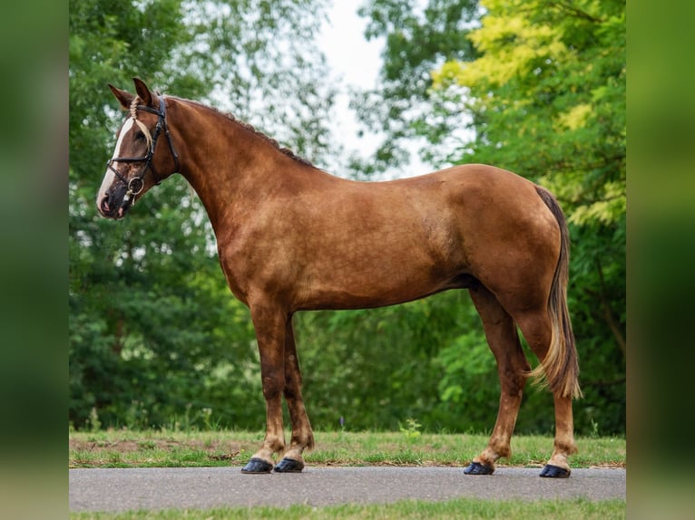 Meer ponys/kleine paarden Merrie 5 Jaar 148 cm Vos in Mez&#x151;hegyes