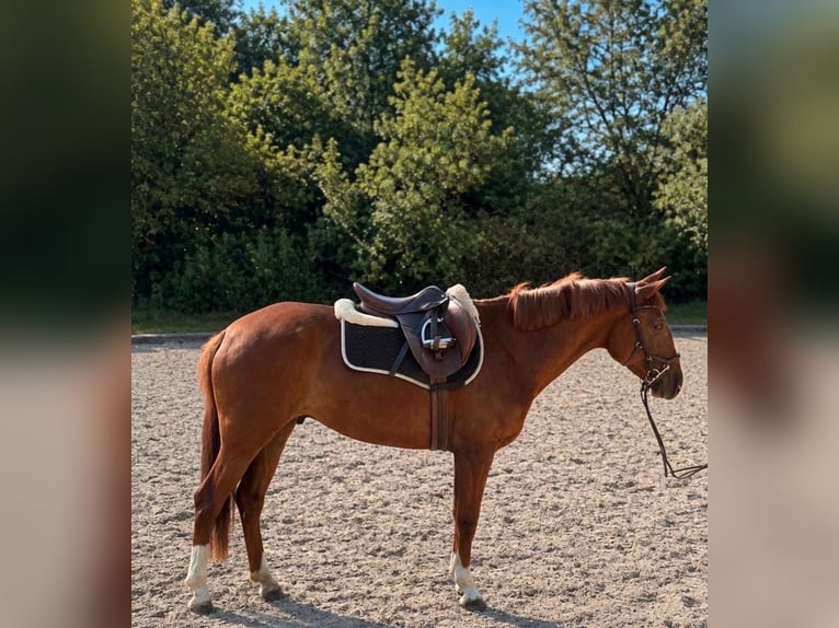 Meer ponys/kleine paarden Merrie 5 Jaar 148 cm Vos in Woldert