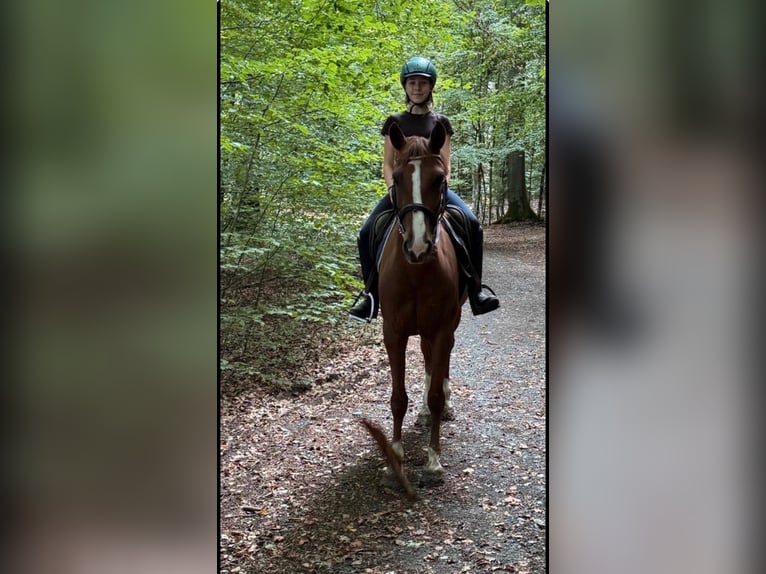 Meer ponys/kleine paarden Merrie 5 Jaar 148 cm Vos in Woldert