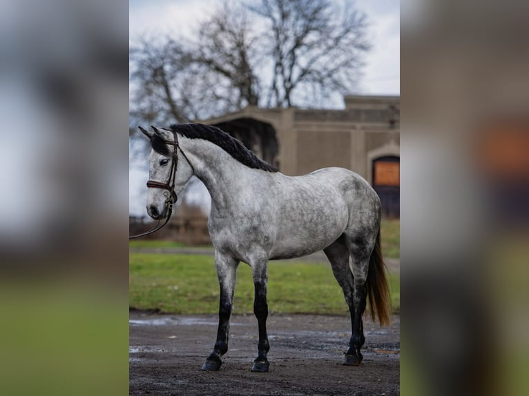 Meer ponys/kleine paarden Merrie 5 Jaar 149 cm Appelschimmel in Békéscsaba