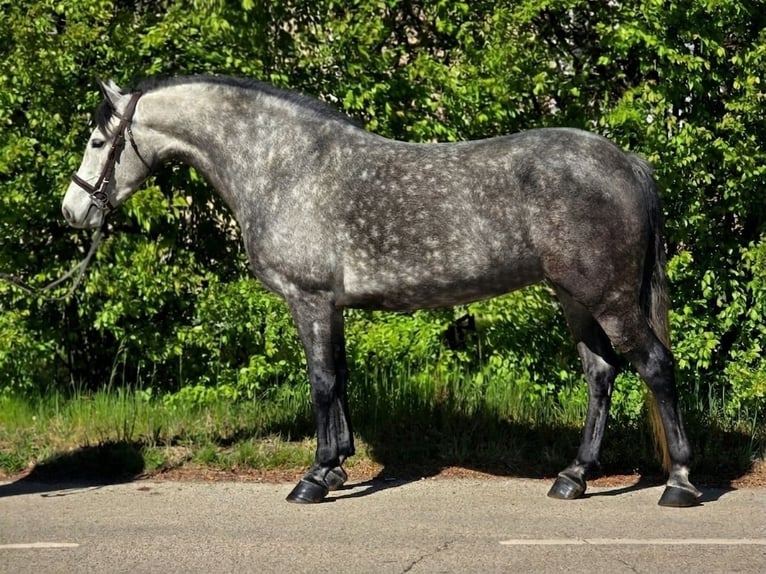 Meer ponys/kleine paarden Merrie 5 Jaar 150 cm Appelschimmel in Békéscsaba