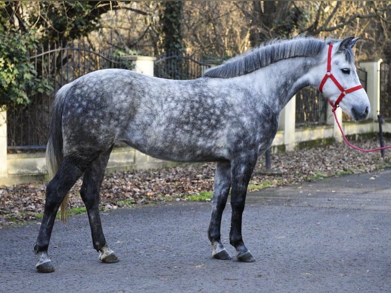 Meer ponys/kleine paarden Merrie 5 Jaar 150 cm Appelschimmel in Békéscsaba