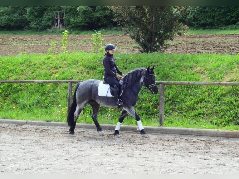 Meer ponys/kleine paarden Merrie 5 Jaar 150 cm Blauwschimmel in Wellheim