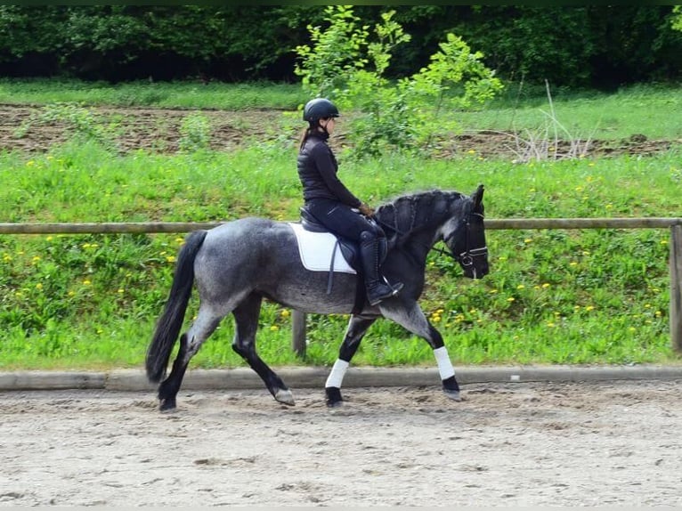 Meer ponys/kleine paarden Merrie 5 Jaar 150 cm Blauwschimmel in Wellheim