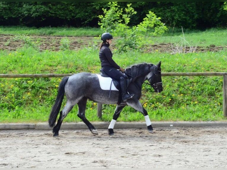 Meer ponys/kleine paarden Merrie 5 Jaar 150 cm Blauwschimmel in Wellheim