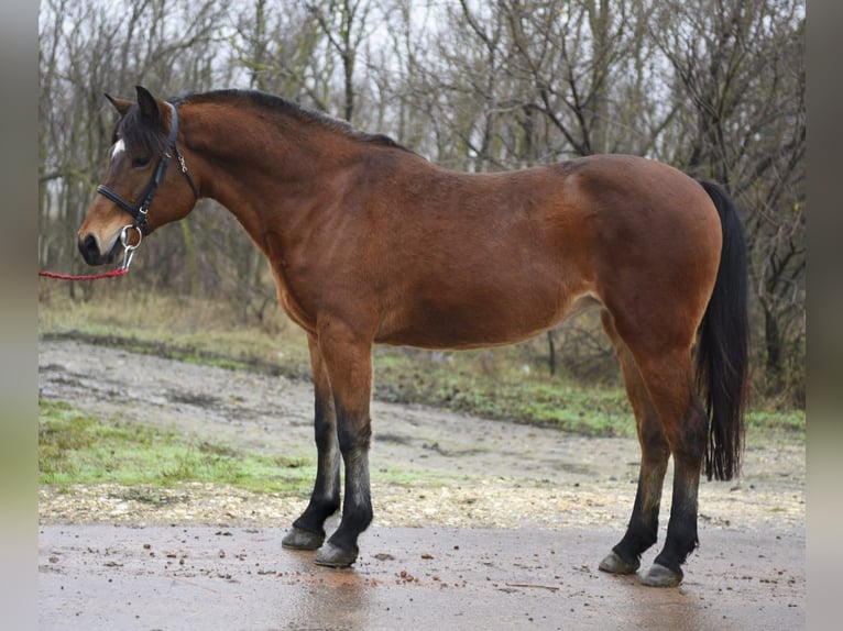 Meer ponys/kleine paarden Merrie 5 Jaar 150 cm Bruin in Debrecen