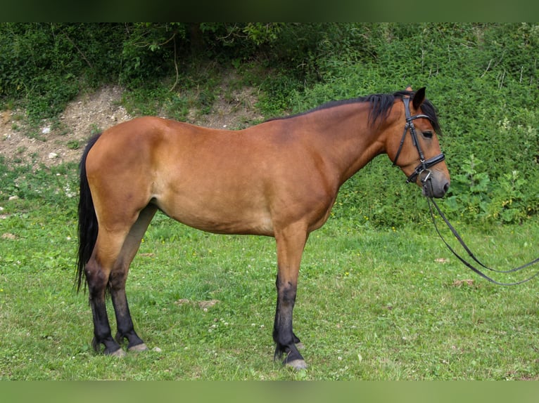 Meer ponys/kleine paarden Merrie 5 Jaar 150 cm Bruin in Graben
