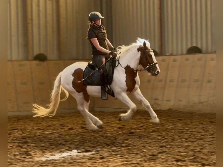 Meer ponys/kleine paarden Merrie 5 Jaar 150 cm Gevlekt-paard in Neustadt (Wied)