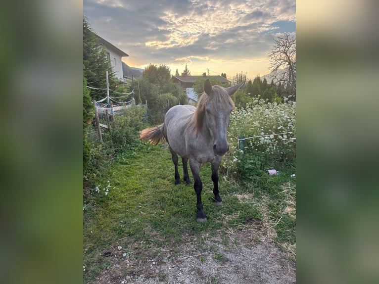 Meer ponys/kleine paarden Merrie 5 Jaar 150 cm Rood schimmel in Spittal Drau