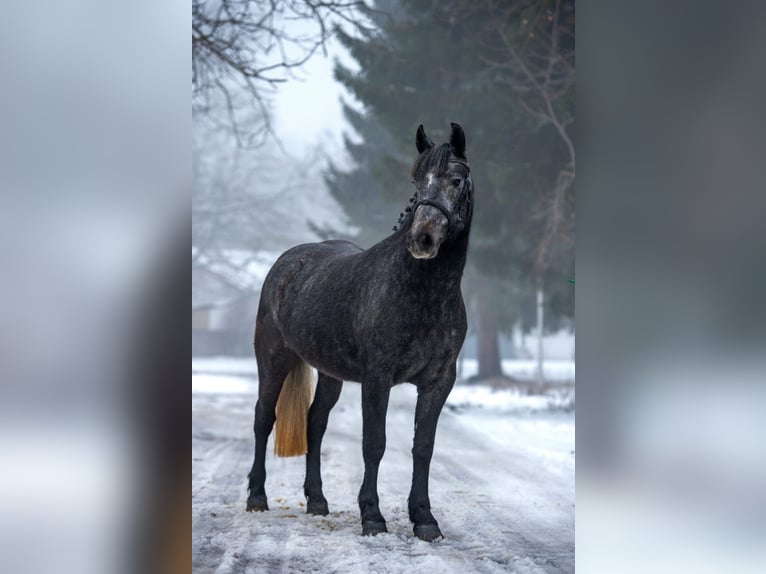 Meer ponys/kleine paarden Merrie 5 Jaar 150 cm Schimmel in Békéscsaba