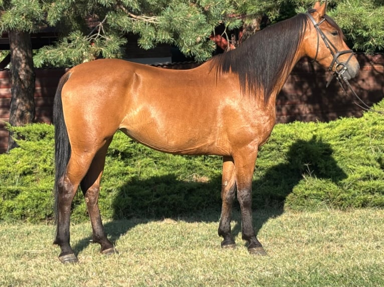 Meer ponys/kleine paarden Merrie 5 Jaar 150 cm Vos in B&#xE9;k&#xE9;s