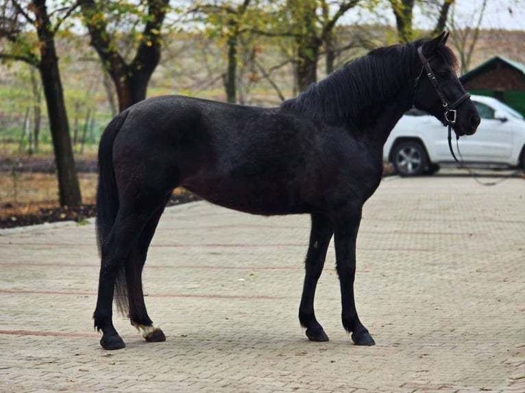 Meer ponys/kleine paarden Merrie 5 Jaar 150 cm Zwart in Békéscsaba